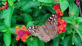 Beautiful And Cutest Butterfly 🦋 Video//beautiful butterfly bugs life Video New 2021