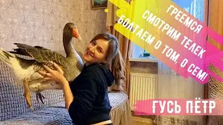Гусь Петр зашел в гости: обнимаемся, гоняем кота и смотрим телек