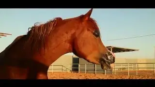 Om El Bahiya