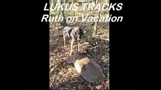 Lukas Tracks a Deer