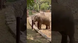 Zoo Animals: Zebra, Lion, Gorilla, Rhinoceros, Elephant, Giraffe, Comodo Dragon, Penguin, Swan etc