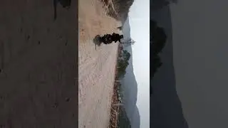 #adiyogi