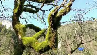 Le tilleul de Buttes ou tilleul de Longeaigue, de Sainte-Croix au Val-de-Travers. Arbre REMARQUABLE.