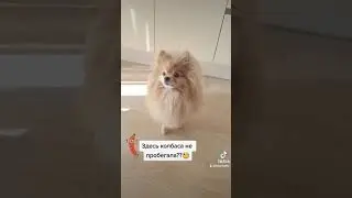 У шпица Баси особые отношения с колбасой!