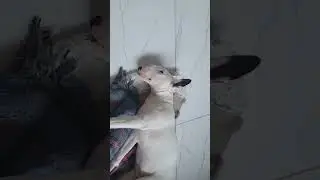 #viral