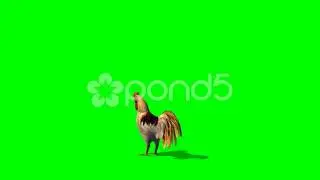 Roster - Green Screen