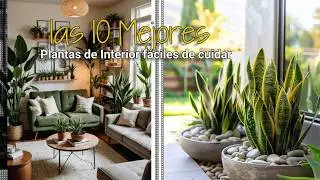 Plantas de Interior Fáciles de Mantener: ¡Perfectas para Todos!