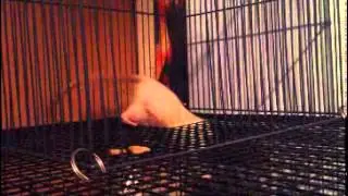 My Rats