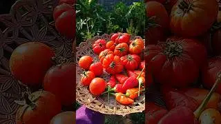 Panen yang merah-merah di kebun #garden #berkebun #minivlog #kebunmini #slowliving #asmr #harvest