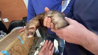 We Bought 2 Ferrets Outside Stanford Auction House in Colchester for £10 Each.