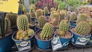 Beautiful Flowers at Lowes Garden Section