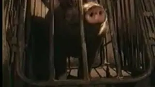 The Pig Picture Part 1