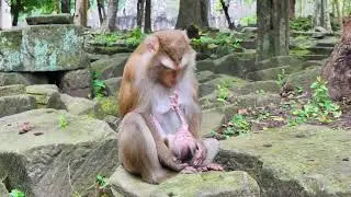 Oh! Cute mom talk sweetly with her baby monkey for sleep