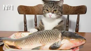 Funny animals | Смешные животные №1