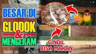 LOVEBIRD CULTURE WITHOUT HANDFEDDING, DIRECT EGG AGAIN || BAMIS LOVEBIRD farm