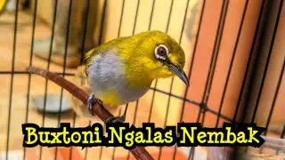 Buxtoni Ngalas Nembak
