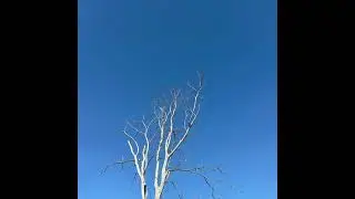 coolassbop [90]