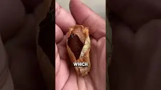 Mother moth trusts rescuer to raise her babies 🥺❤️ #shorts