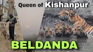 Muniya - A Hog Deer Living with Humans | Kishanpur Wildlife Sanctuary #tiger #deer #tigerreserve
