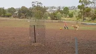 Sheep Tries To Play Football With Little Girl