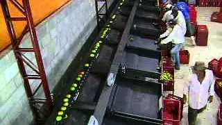 Fruit Sorter - Sistema de Classificação de Frutas