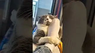 Вот так котики любят своих хозяев. #милота #cat #котики #funny #коты #cute #котята