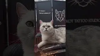 Мастер класс по тату - кот научился, и ты научишься! Красивые татуировки от мастера KotTattooStudio.