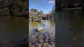 Koi Pond in Japan || Koi Fish || Fish Pond  @sakuralakwachera9382