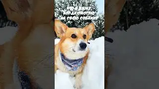 А вы что видите, когда смотрите на своих питомцев?