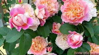 Роза Импрессионист ( Rose Impressionist) США плетистая, г. Киев, архивное видео  2022 г.