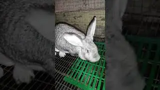 Фокус, как украсть крольчонка у матери 
