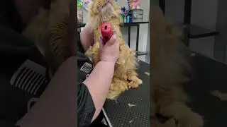 extremely matted spicy cat groom haircut shave down