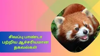 சிவப்பு பாண்டா பற்றிய தகவல்கள் 🐼| BMNatureNuggets #redpanda #panda #red #youtubevideo #animals