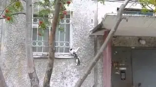 Кот ходит по стене.Прикол!