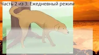 Как заставить собаку пить воду
