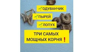 🌱ТРИ КОРНЯ: ПЫРЕЙ, ЛОПУХ, ОДУВАНЧИК🔸️