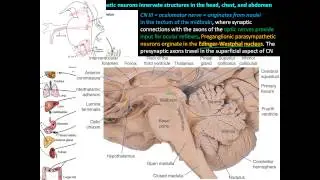 Parasympathetic division of the Autonomic Nervous System (ANS) - Anatomy and Physiology
