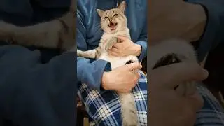 КОТ НЕ ЛЮБИТ ЦЕЛОВАТЬСЯ👄😾