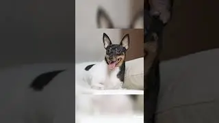 🐕🐕 toy fox terrier small to adult 1 day to 1 year