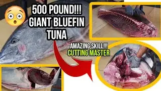 500 pounds!!!!! Giant Bluefin!(cutting Expert)