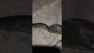 Slug Eats Another Slugs Rubbish At The End Of It’s Foot