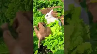 Puppy's good friends . A beautiful moment 
