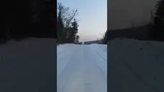 Очевидцы сняли на видео тигра в лесу между Егоревкой и Волчихой