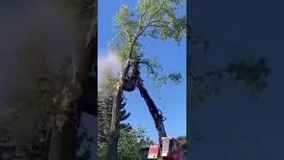 Insane Tree Tech 🌳 #short #shorts #shortvideo #shortsvideo #tree #fypシ #fyp