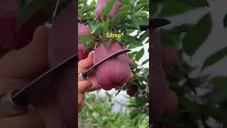 APPLES #viralshort  #viral  #food  #art  #TINOC BOY TIPS AND TUTORIALS #fruit #satisfying
