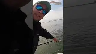 How Not to Un-Hook a Shark