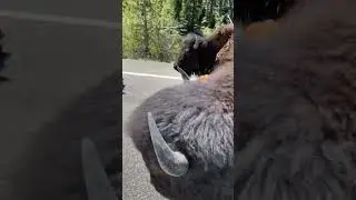 Yellowstone bison crossing 🦬