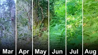 Winter to Summer Seasons Changing Timelapse in a British Woodland