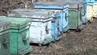 Перговой корм для пчел