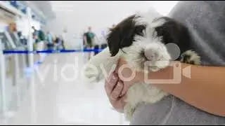 07 dog taxi plus 10bit 128 dog in terminal preview　阿武孝雄